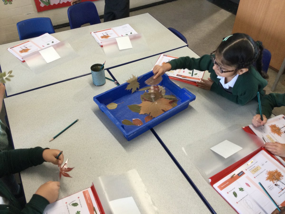 @year1fossdene (@year1fossdene) on Twitter photo Our <a href="/WhiteRoseEd/">White Rose Education</a> Science lessons have involved us learning about evergreen and deciduous trees. We looked at some examples of leaves and then decided which type of tree they belonged to. Next week we hope to walk to the local park to spot them on the trees! <a href="/FossdeneSchool/">Fossdene Primary School</a> Our <a href="/WhiteRoseEd/">White Rose Education</a> Science lessons have involved us learning about evergreen and deciduous trees. We looked at some examples of leaves and then decided which type of tree they belonged to. Next week we hope to walk to the local park to spot them on the trees! <a href="/FossdeneSchool/">Fossdene Primary School</a>
