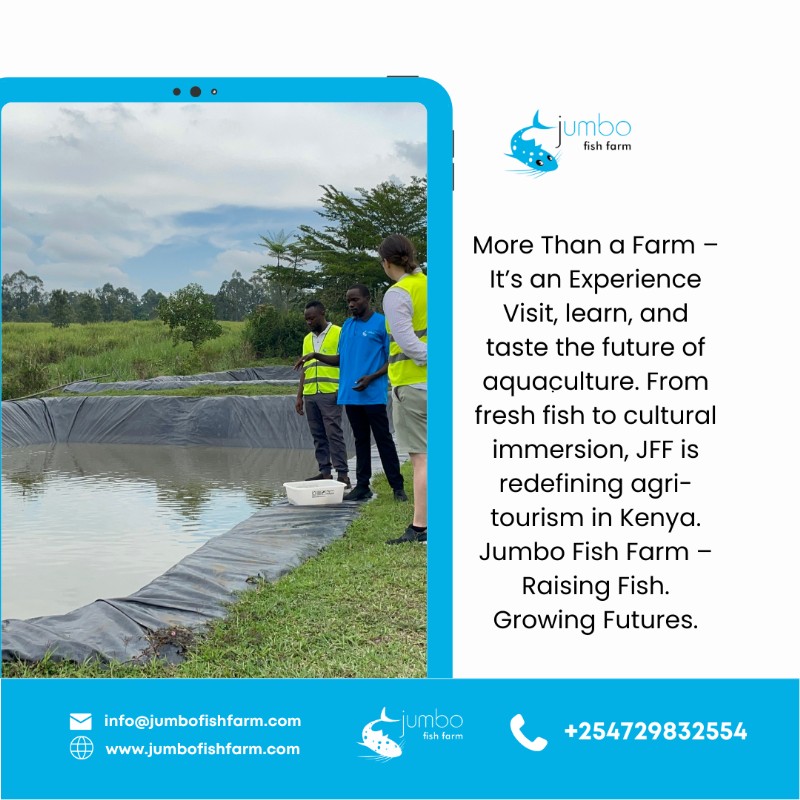 JFF offers more than just a farm visit! Immerse yourself in the world of aquaculture, learn about sustainable practices and even taste fresh fish.
#jumbofishfarm #aquacultureinnovation #sustainableaquaculture  #farmvisit #educationaltourism #eatlocalkenya