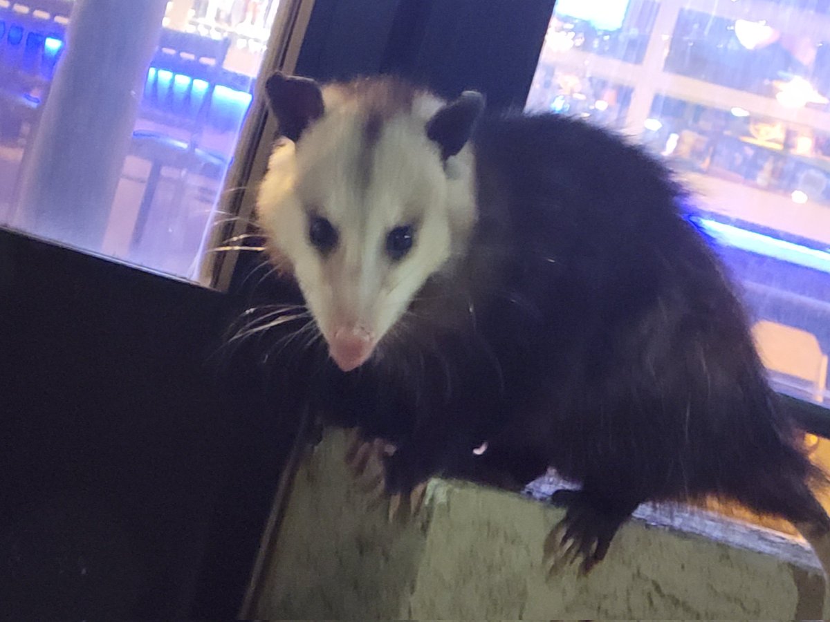 Possumeveryhour.io (@possumeveryhour) on Twitter photo 