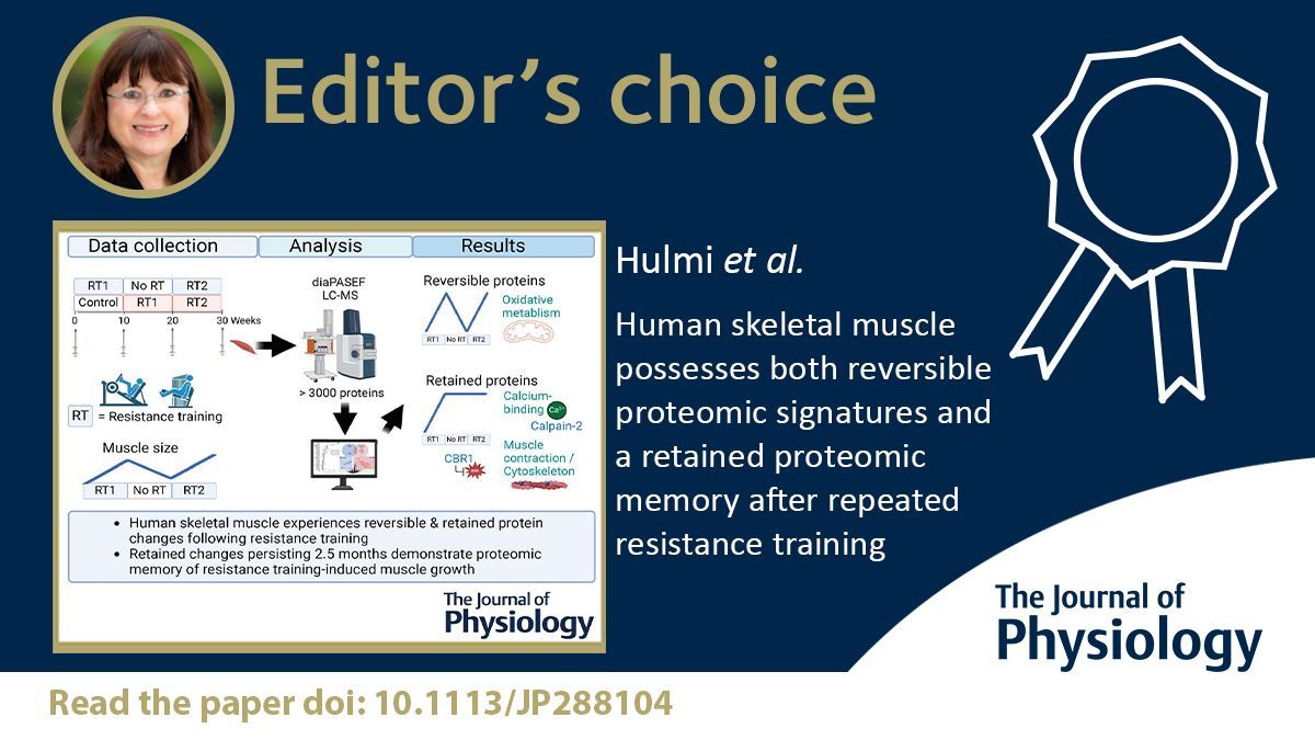Journal of Physiology (@jphysiol) on Twitter photo 🎓EDITOR'S CHOICE🎓
Hulmi (<a href="/jyu_okl/">Jyväskylän yliopiston opettajankoulutuslaitos</a>) et al. show that resistance training produces a substantial change in the proteome of skeletal muscle, most of which is reversible. Some proteins remain elevated, implying "muscle memory" of training.
🔗 buff.ly/DkHnDJZ 🎓EDITOR'S CHOICE🎓
Hulmi (<a href="/jyu_okl/">Jyväskylän yliopiston opettajankoulutuslaitos</a>) et al. show that resistance training produces a substantial change in the proteome of skeletal muscle, most of which is reversible. Some proteins remain elevated, implying "muscle memory" of training.
🔗 buff.ly/DkHnDJZ