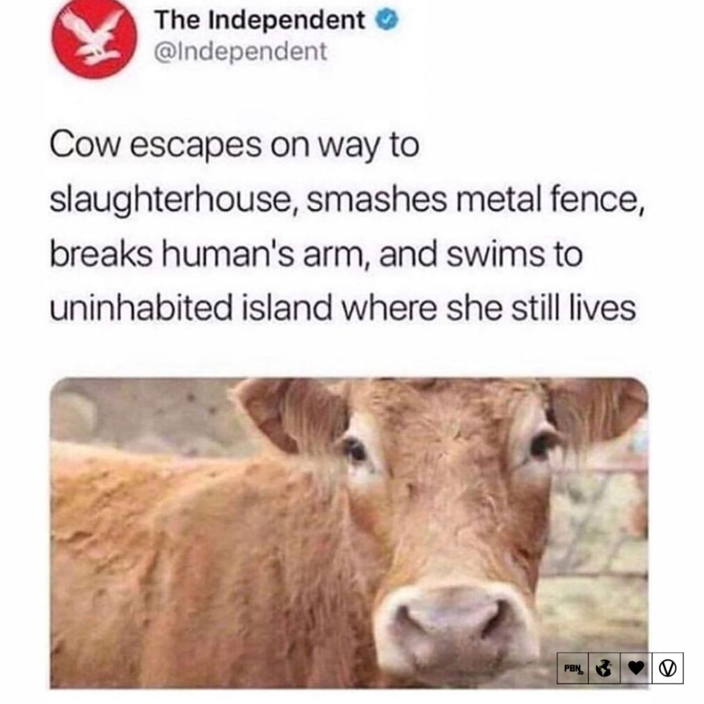 Plant Based News tweet media