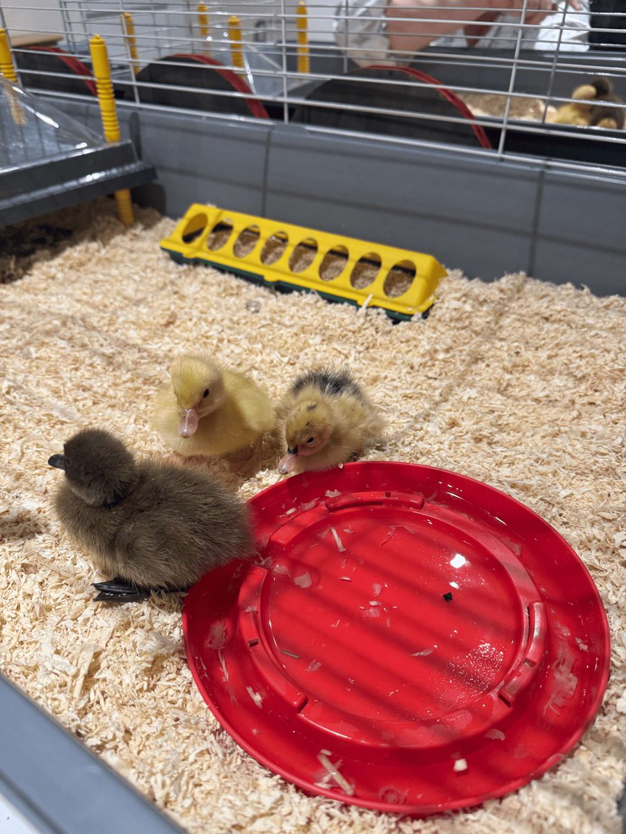 🐣✨ Quacking news! We welcomed three adorable ducklings into our family: Hoisin, Pancake, and Derek! 🦆 

#DucklingDiaries #Ducks #IncredibleEggs #CareerinCare