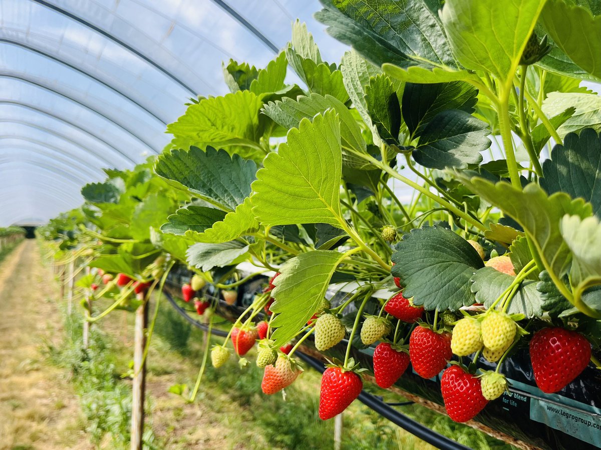 Due to my manager <a href="/DeardsTom/">Tom Deards</a> &amp;team here in #Herefordshire our <a href="/berrygardensuk/">Berry Gardens</a> <a href="/driscollsberry/">Driscoll's Berries</a>  Strawberries are excellent quality.
#BritishIsBest from now to at least November!
Please purchase and enjoy!