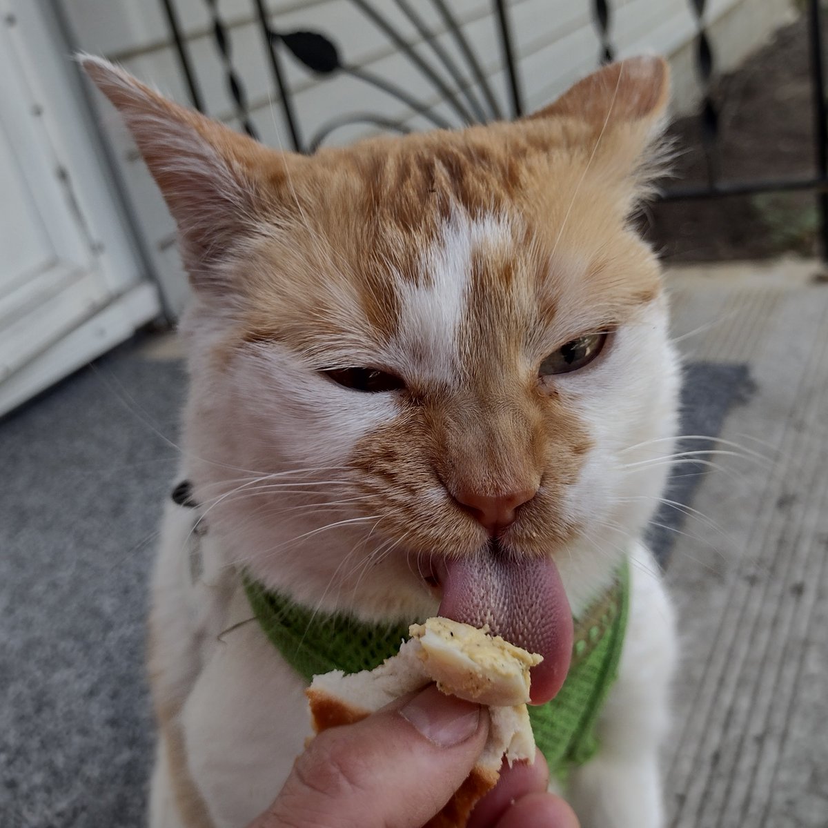 Eggy sammich
Eggy sammich
Be in mama's hand

Eggy sammich
Eggy sammich
Gib me, I demand!

#CheddarPoetry #EggySammich #NummyInMyTummy