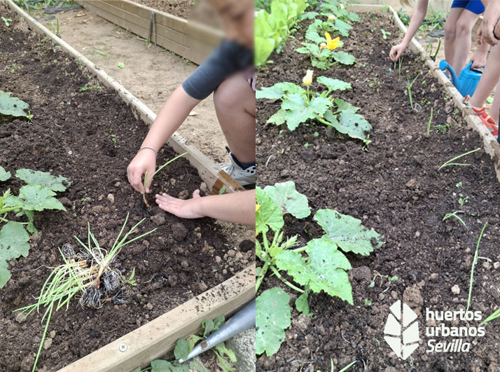 HuertosUrbSevilla (@huertourbsev) on Twitter photo 🧅 En el huerto del CEIP Juan Sebastián Elcano, el alumnado ha usado cebollas para repeler babosas y caracoles 🐌🌱 ¡Una lección de ecología práctica y natural! 🌍💚 <a href="/Ayto_Sevilla/">Ayuntamiento de Sevilla</a> #asociacionesdecultivos #agriculturaecológica #huertosescolares 🧅 En el huerto del CEIP Juan Sebastián Elcano, el alumnado ha usado cebollas para repeler babosas y caracoles 🐌🌱 ¡Una lección de ecología práctica y natural! 🌍💚 <a href="/Ayto_Sevilla/">Ayuntamiento de Sevilla</a> #asociacionesdecultivos #agriculturaecológica #huertosescolares