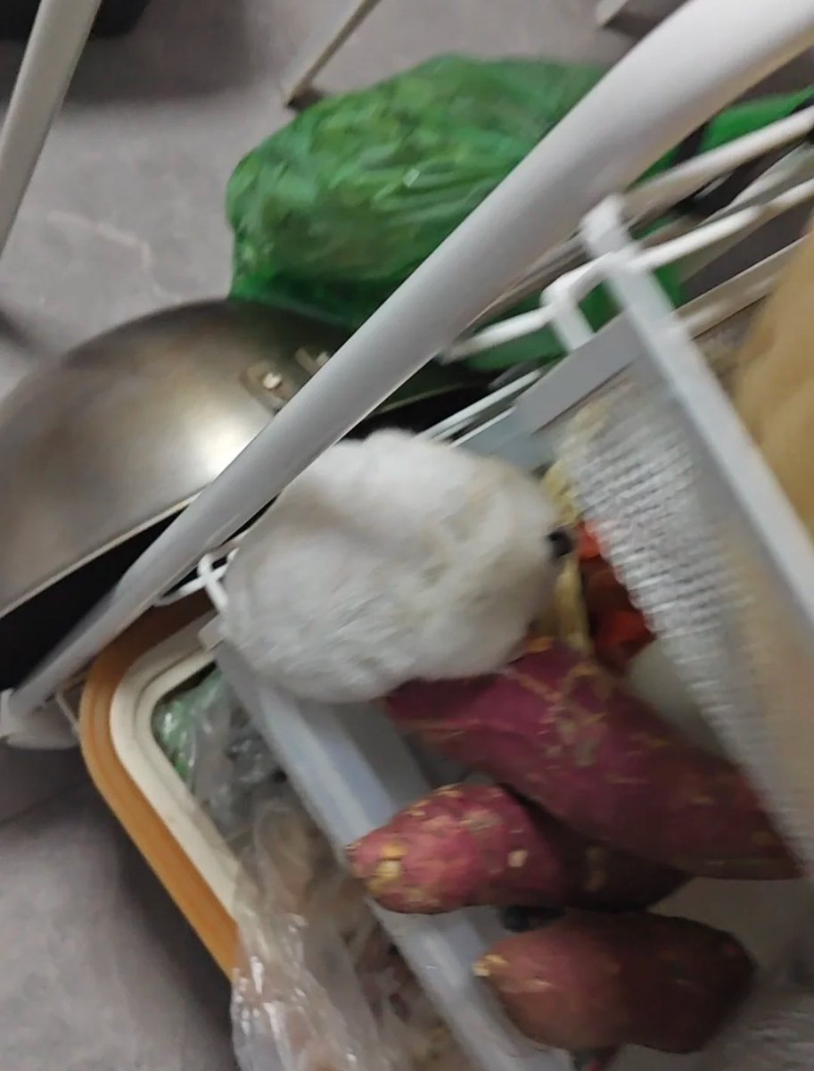 animalkyat's tweet image. 毎晩イモを盗み食いしてた犯人の顔見て