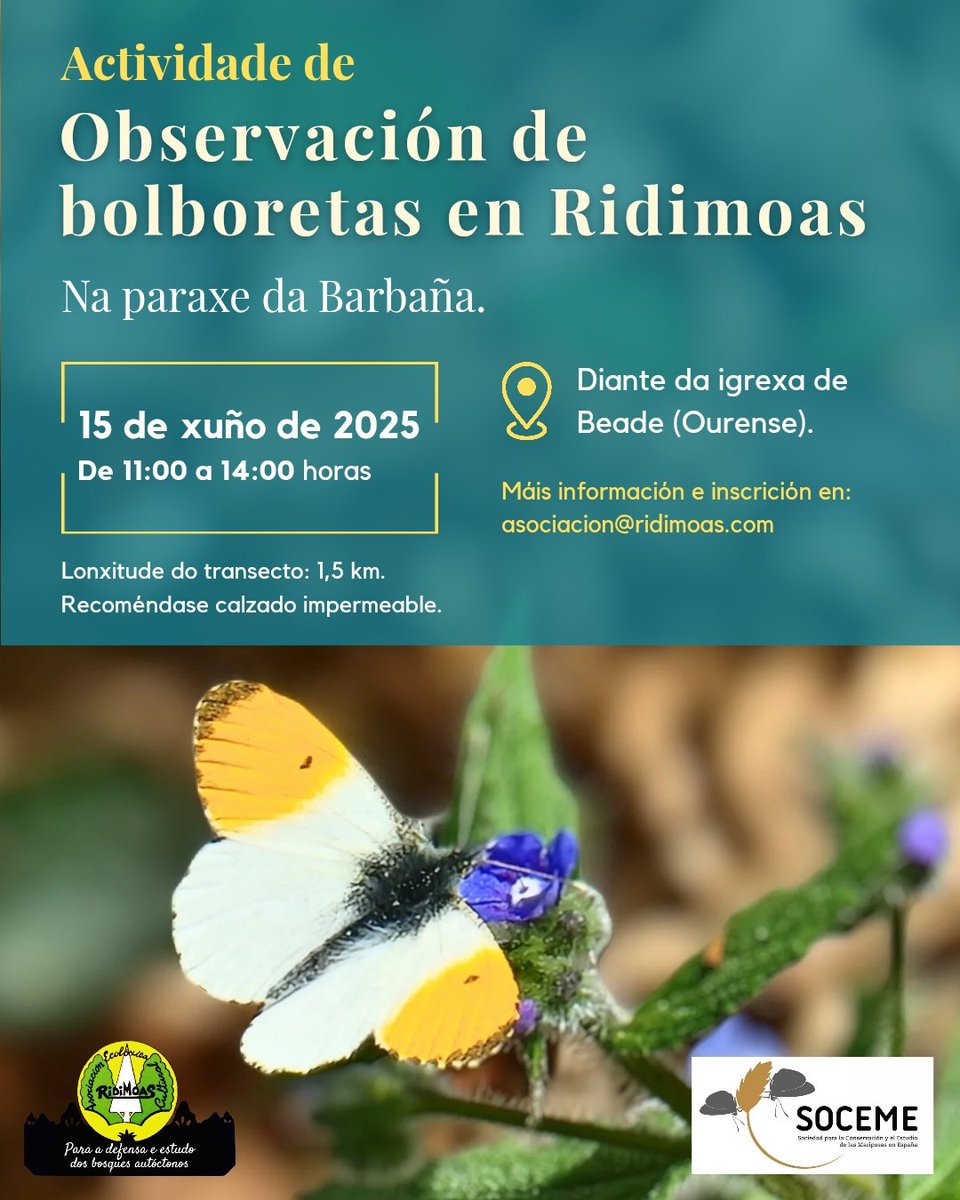 Asociación Ridimoas (@ridimoas) on Twitter photo 📌15 de XUÑO: Transecto de mostraxe para a identificación, observación e seguimento de bolboretas.
📧 inscricións en: asociacion@ridimoas.com
📍 O lugar de encontro será diante da igrexa de Beade: maps.app.goo.gl/aq1wDkcuE2mEEc…
🕙 Duración aproximada: de 11:00 a 14:00 horas. 📌15 de XUÑO: Transecto de mostraxe para a identificación, observación e seguimento de bolboretas.
📧 inscricións en: asociacion@ridimoas.com
📍 O lugar de encontro será diante da igrexa de Beade: maps.app.goo.gl/aq1wDkcuE2mEEc…
🕙 Duración aproximada: de 11:00 a 14:00 horas.