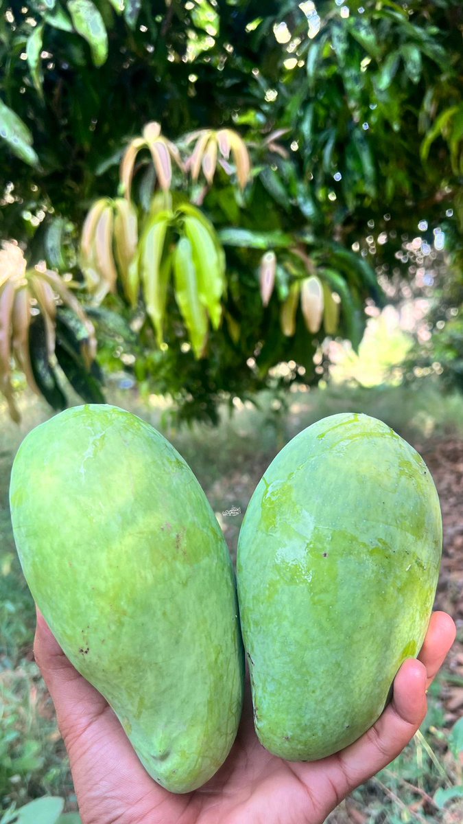 حيل الغاف بولاية #قريات واحة خضراء تشتهر بزراعة المانجو حيث تحتوي على أشجار مانجو يزيد عمرها عن 200 عام وتتنوع أصنافها مثل الخوخ و الزنجبارية والحلقوم وتُزرع فيها أشجار الموز والنخيل والفافاي والليمون مستفيدة من مياه الفلج الذي يغذيه وادي ضيقة.
الصور للمصور المبدع مُنذر البوسعيدي