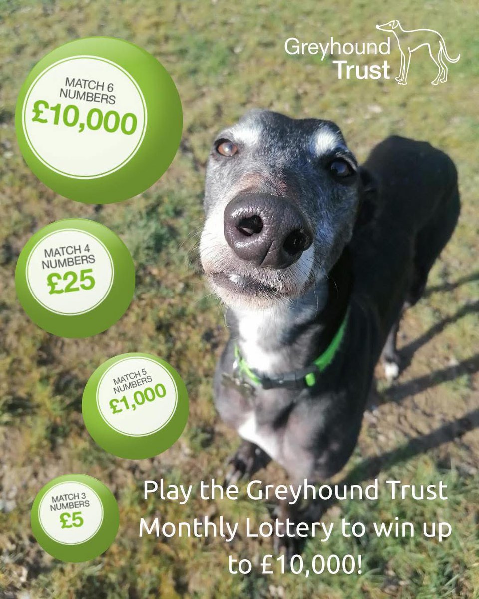 Have You Tried Your Luck in the Greyhound Trust Lottery £5 a month (the price of a coffee) you could win exciting cash prizes while making a real difference to retired greyhounds!
🐾 Enter: Sign up for our monthly lottery
Ready to play? Enter now at 👇🏼lottery.greyhoundtrust.org.uk/enter 💚