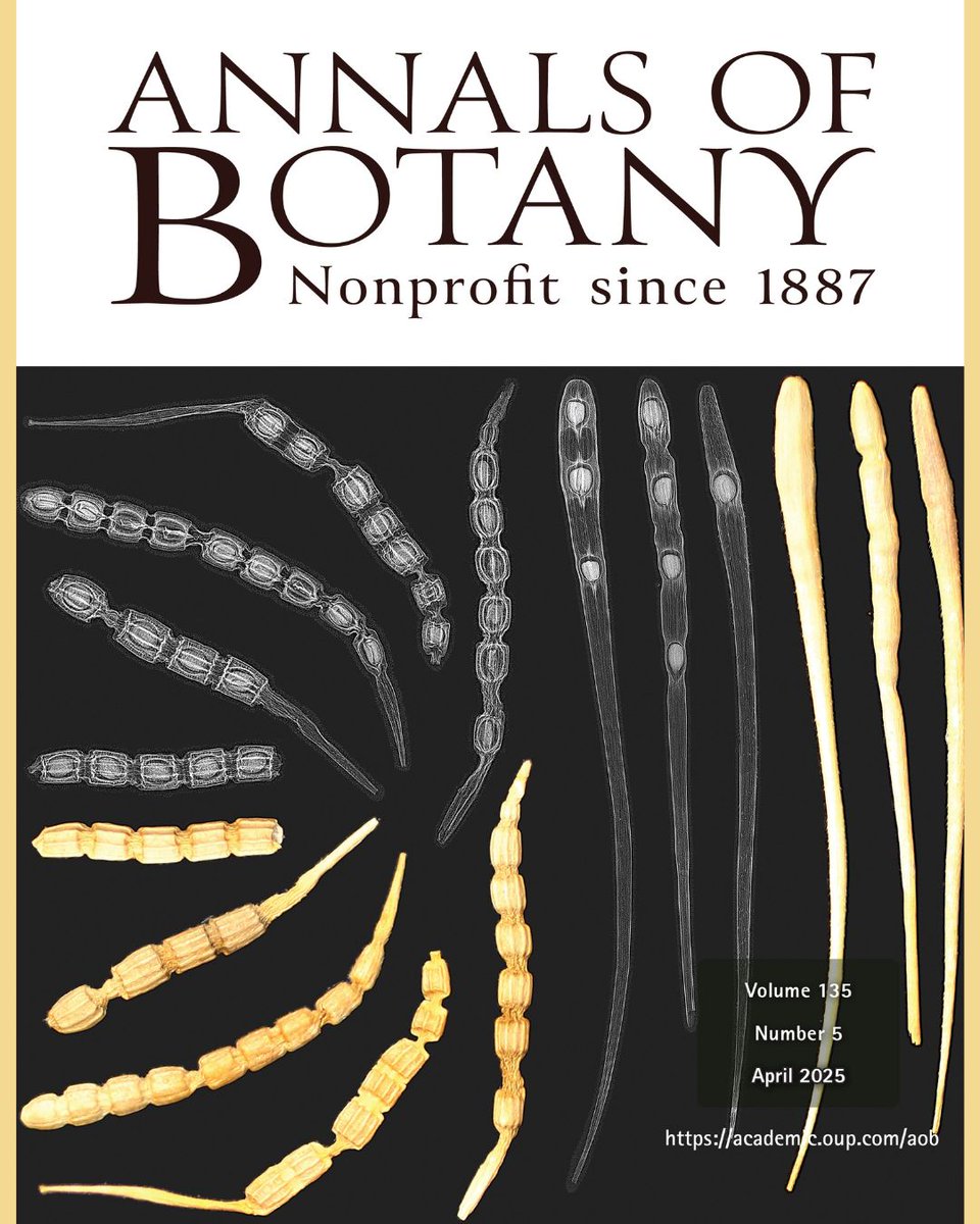 Annals of Botany (@annbot) on Twitter photo 🆕 The new issue of <a href="/annbot/">Annals of Botany</a> is now online!
🔹 Phytolith morphometry🔬
🔹 Mobilome evolution in beaksedges🧬
🔹 Niche shifts in Achillea & Leavenworthia🌿
🔹 Pericarp biomechanics & germination in Raphanus 🌱
And more...
Read the new issue👉 botany.fyi/nk2oxi 🆕 The new issue of <a href="/annbot/">Annals of Botany</a> is now online!
🔹 Phytolith morphometry🔬
🔹 Mobilome evolution in beaksedges🧬
🔹 Niche shifts in Achillea & Leavenworthia🌿
🔹 Pericarp biomechanics & germination in Raphanus 🌱
And more...
Read the new issue👉 botany.fyi/nk2oxi