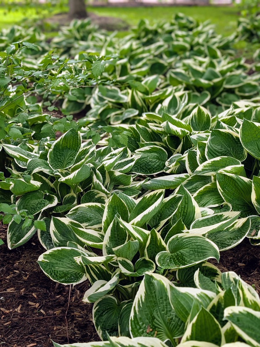 ￼
They thrive in areas of filtered or dappled shade, are easy to maintain, and show off big, lush, green foliage with interesting margins and textures. The hosta. Learn about them on today’s themarthablog.com