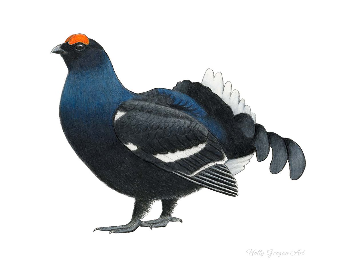 Black Grouse. Coloured pencils on paper