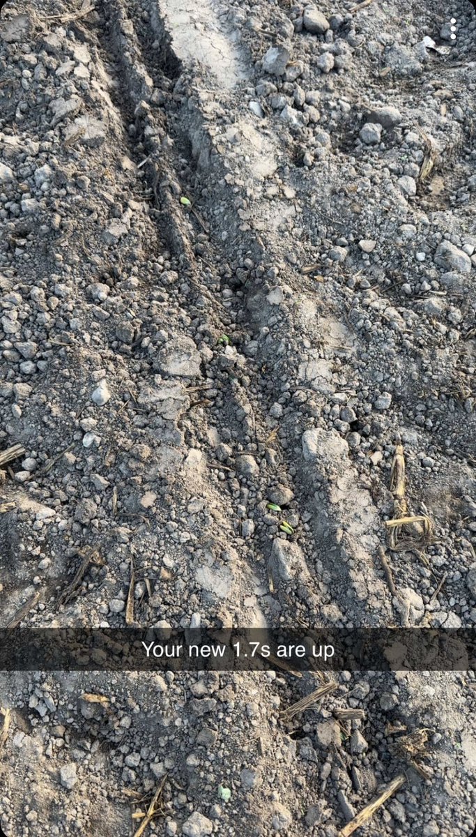 A few days after #planting and we have soybeans popping up! 😍

#PlantNK25