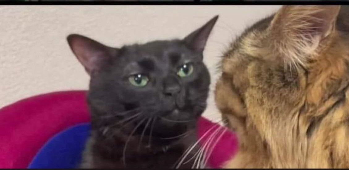 •നാല് മാർക്കിന്റെ ചോദ്യത്തിന് വൺ വേർഡിൽ ഉത്തരം എഴുതിയാൽ ഫുൾ മാർക്ക്‌.
• ഇനീപ്പോ ഉത്തരം അറിയില്ലെങ്കിൽ ചോദ്യ നമ്പർ എഴുതിയാലും കിട്ടും മാർക്ക്‌.
ഉഫ്,സ്റ്റേറ്റ് സില്ലബസ് പിള്ളേരൊക്കെ lecky തന്നെ.