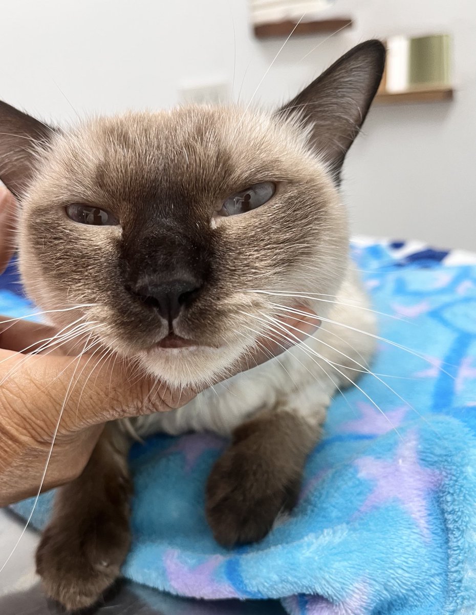 _pjm168xx_'s tweet image. แอดมิทวันแรก(จาก5วัน) หมอบอกสามารถชักแล้วไปได้ตลอด ให้เผื่อใจไว้ วันนี้เข้าไปเยี่ยมชีเอียงคอตัวเองมาถูๆมือชั้น ชั้นร้องไห้ตั้งแต่ขึ้นรถยันถึงบ้าน ไม่รู้จะจัดการคยามรุสึกตัวเองยังไง