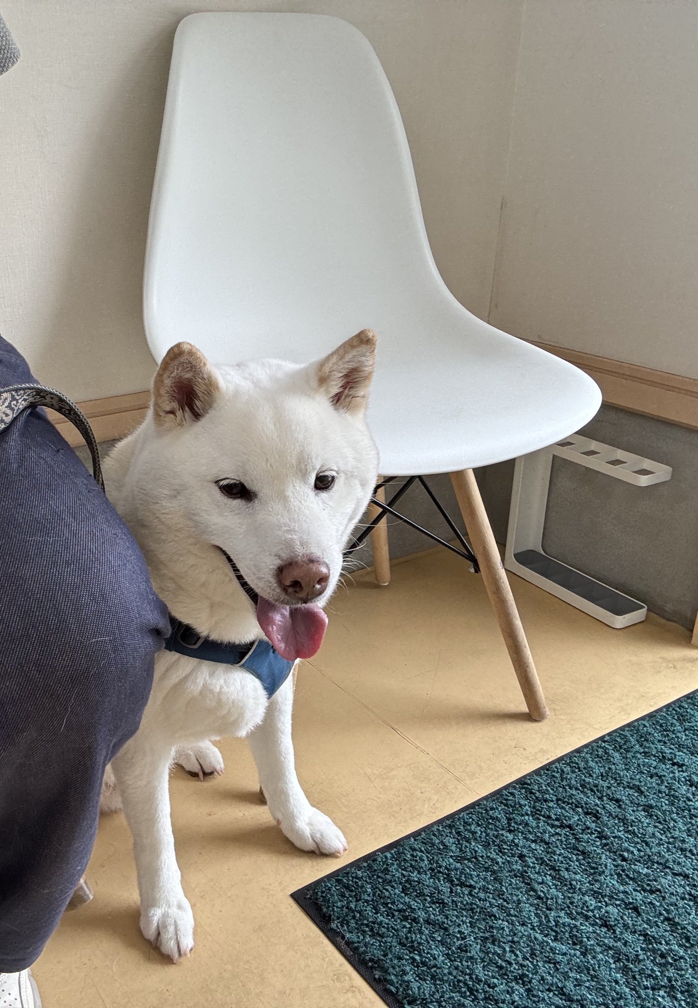 銀次郎ザ白柴 (@ginjirotheshiba) / X