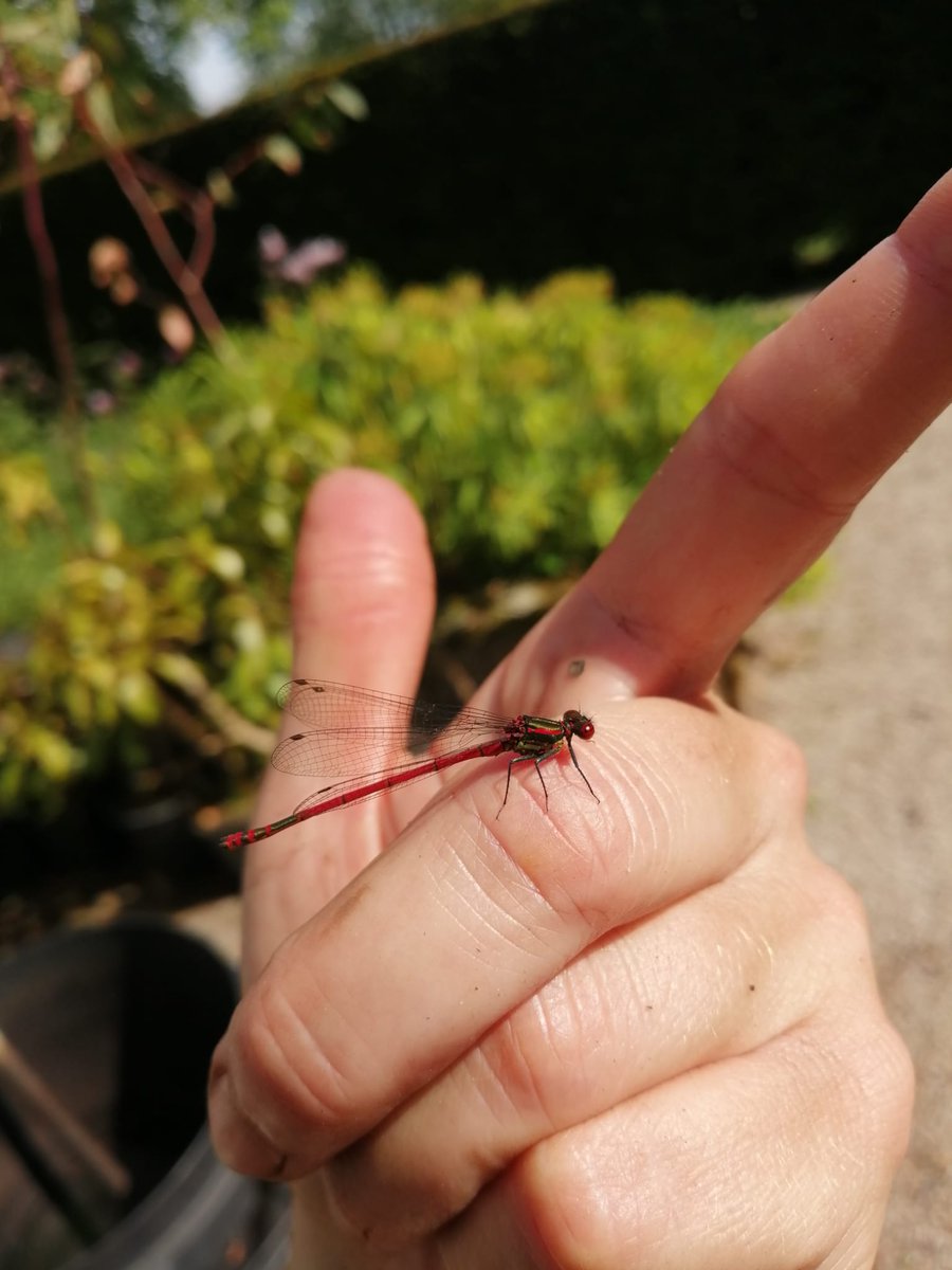 Gardener Kayleigh has been making friends... these critters have been very interested in the cut flower garden lately! Perhaps they're after a sneak-peek at the flowers for this year's garland?