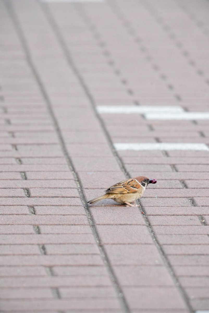 今日お会いしたモデルさん🐱🐧

#みつさんぽ
#写真好きな人と繋がりたい
#これソニーで撮りました
#SonyAlpha
#α7IV