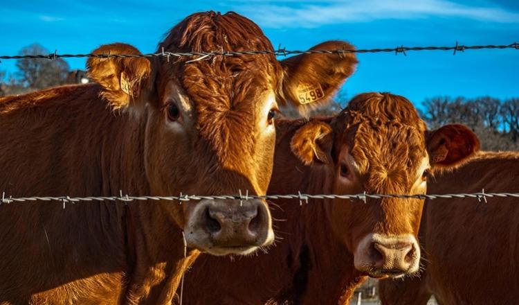 Casi el 60 % de los bancos no tiene políticas contra el maltrato animal bit.ly/4djsJKx