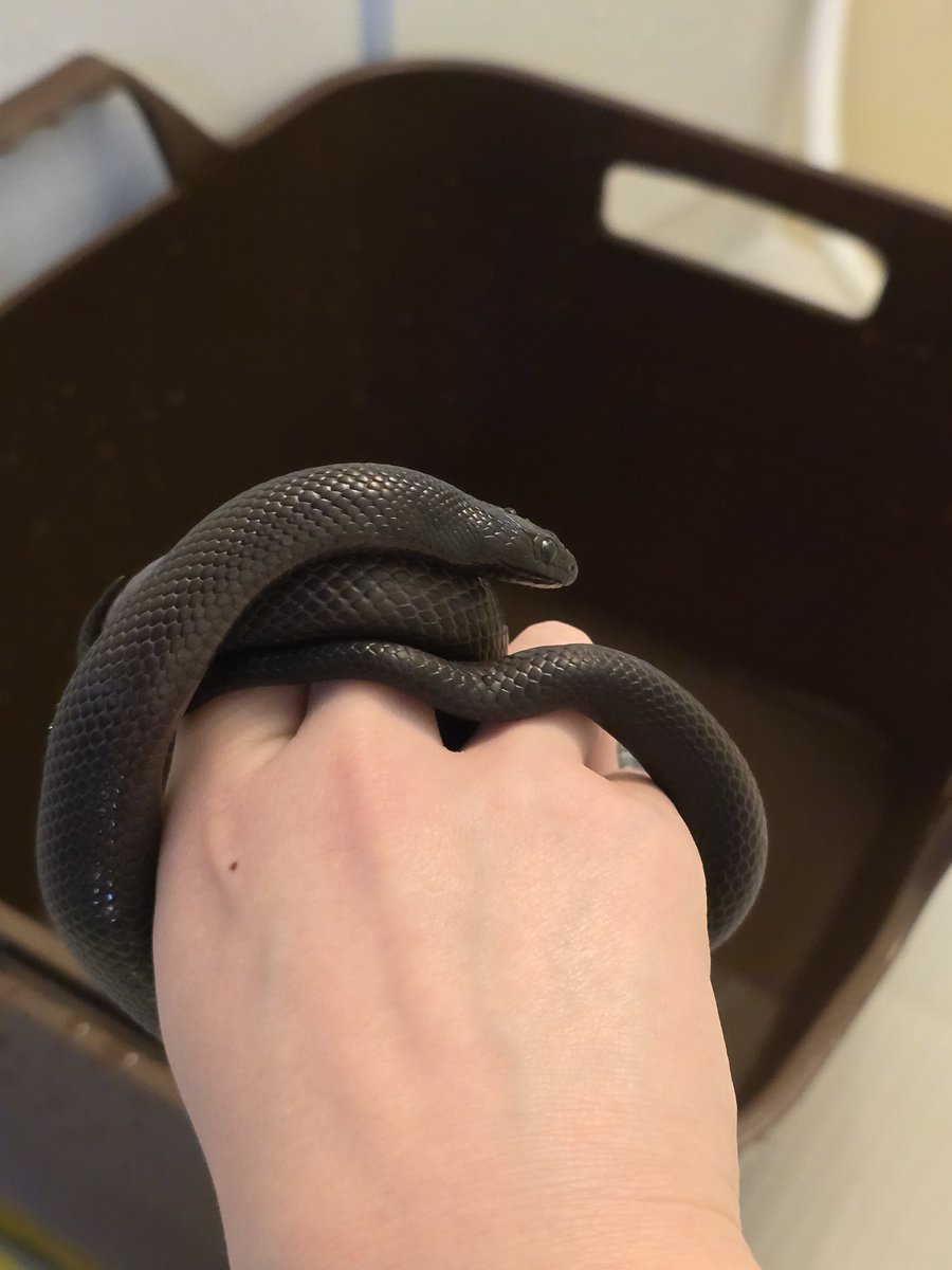 めるり tweet media