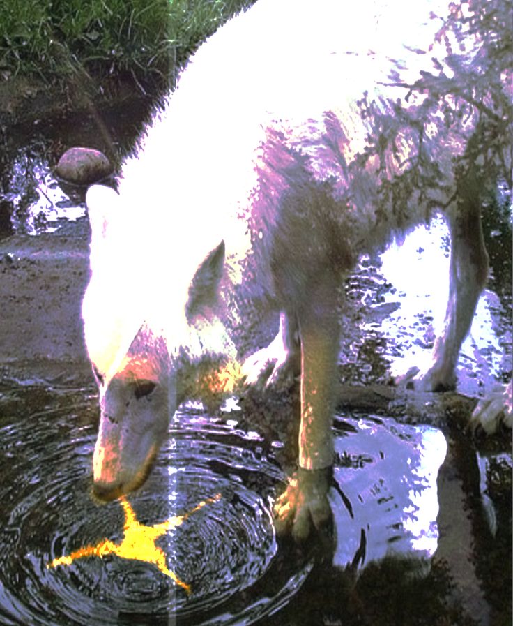 Themudpuppywoof's tweet image. Stuck between wanting to be a normal person and getting a life and 
being wild and free 

I want to be the inspiration of others and show my knowledge. But I also want to be a free wolf

I want to stop accepting the pressure 
I want to bite
I&apos;m a wolf in a city