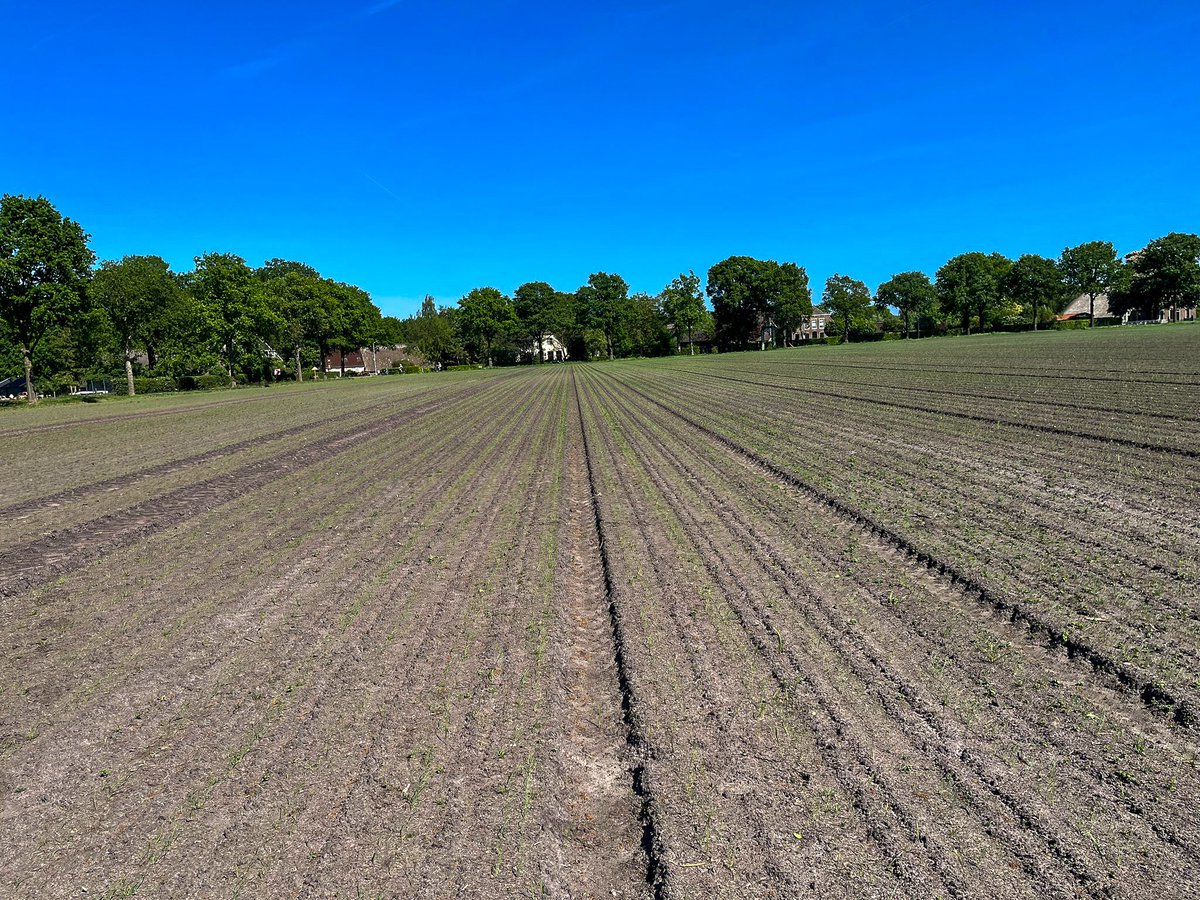FlevoTrade Onions, Grading & Packaging tweet media