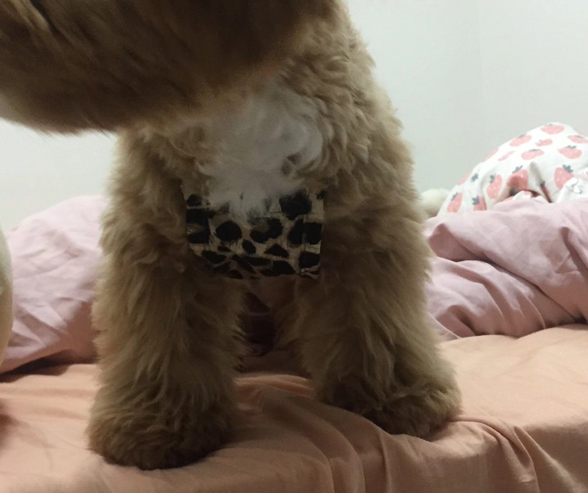 wuge-🐹 tweet media