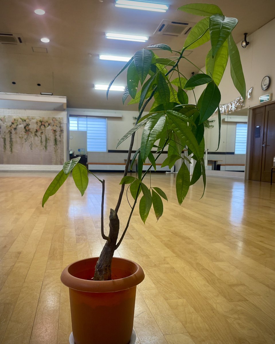 omkddance's tweet photo. ＼植え替え／
編み込み5本のうち、生き残ったのはこの1本だけ。
ダンサー顔負けの根性と再生力で、今ソロ活動中のパキラ氏。まさに生命力の塊。
窓からの光を浴びながら、ゆっくり静かに復活しています。

ここで育つのはダンサーだけじゃない。
植物も、自分のリズムで育っていく。 https://t.co/84gXnZtZPY