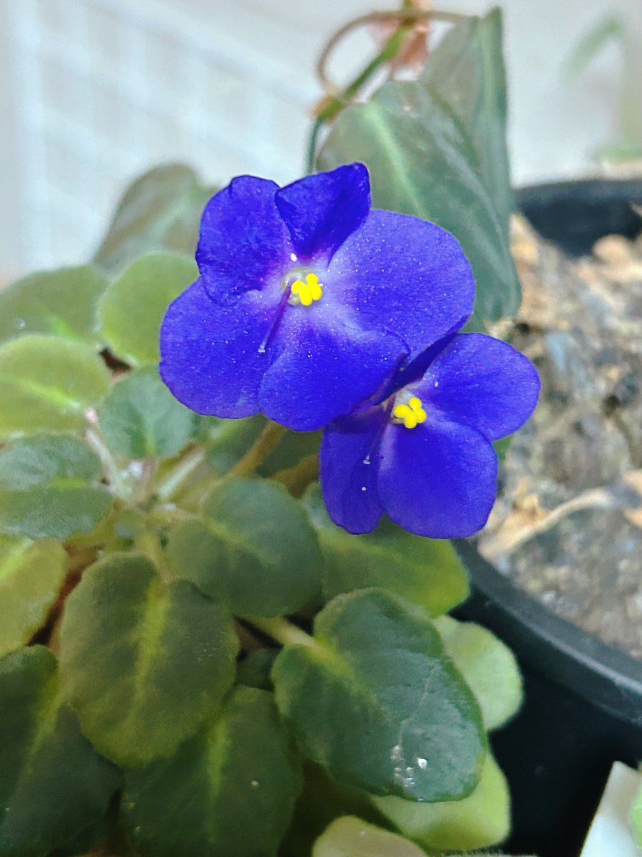 미모의 미바공주…..(이름은 까먹음