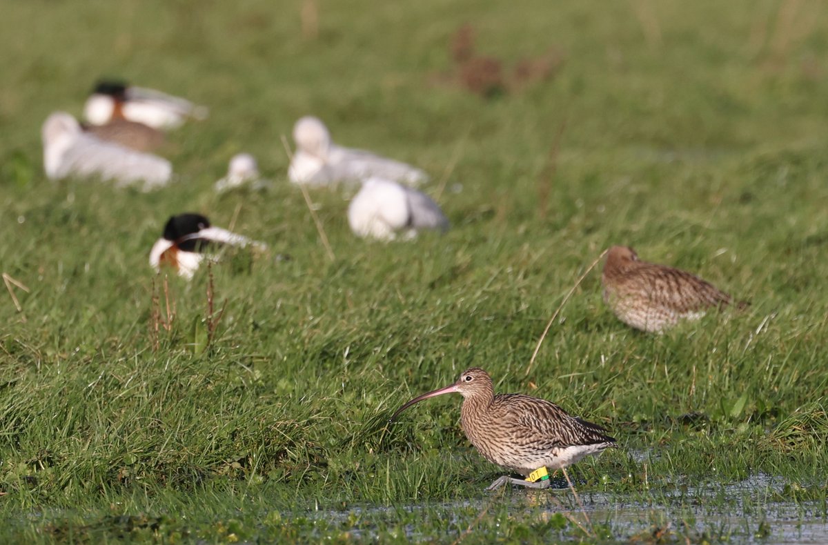 Exciting to find new colour-ringed Curlew today from Dartmoor Project. New bird "33" is present with long staying "OT" (since Sep 2024). SO we now have 2 birds (born 2024) from this project using newly created wetland, Otter Estuary NR. <a href="/ClintonDevon/">ClintonDevonEstates</a> <a href="/KaneBrides/">Kane Brides</a> <a href="/dartmoornpa/">Dartmoor National Park</a>