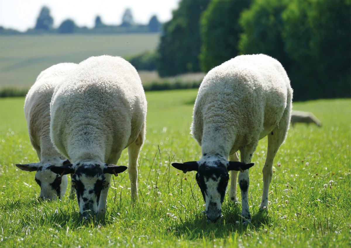 Ulster Farmers' Union (@ufuhq) on Twitter photo Following a joint sheep meeting between the <a href="/IFAmedia/">Irish Farmers' Association</a> and the UFU, both organisations are calling for immediate and co-ordinated all-island measures to address the growing crisis of uncontrolled dogs across the country. ufuni.org/ufu-and-ifa-di⦠Following a joint sheep meeting between the <a href="/IFAmedia/">Irish Farmers' Association</a> and the UFU, both organisations are calling for immediate and co-ordinated all-island measures to address the growing crisis of uncontrolled dogs across the country. ufuni.org/ufu-and-ifa-diā¦