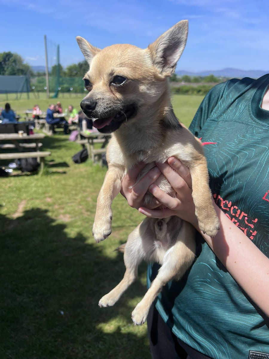 A friendly mate chihuahua dog followed a group of students back to Coláiste Bride today (May 15th). Please contact the office to arrange collection 053 9234245