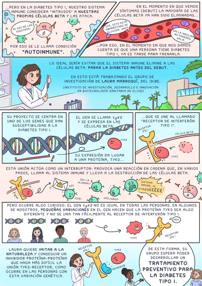 Sodicar's tweet image. Aunque aún no se haya encontrado la cura para la diabetes tipo 1, sí que hay investigadores, como la Dra. @lmarroqui, que están buscando la manera de prevenirla en un futuro.
Si quieres conocer más detalles, puedes conocer su trabajo en este cómic divulgativo sobre DT1 👇
