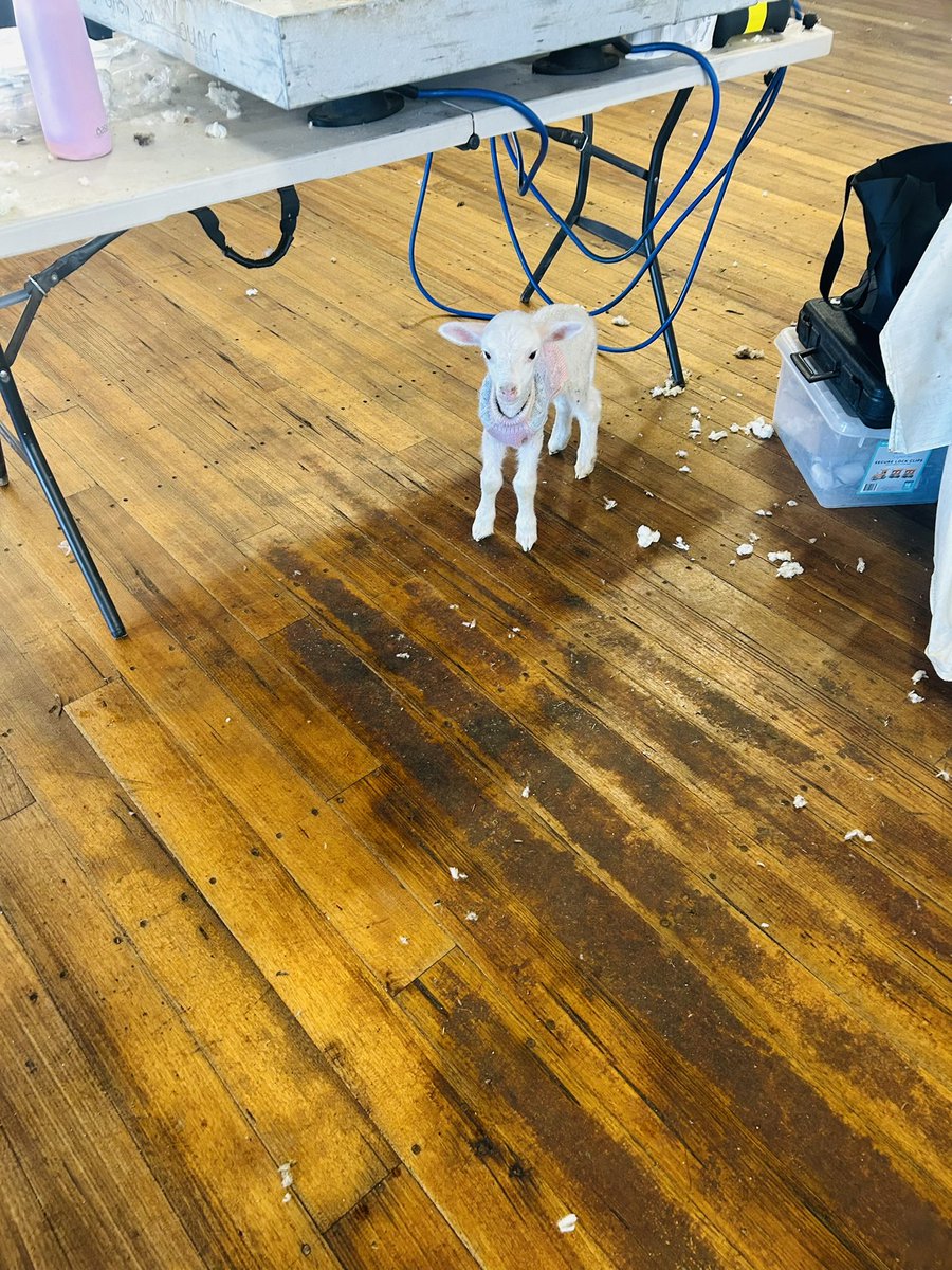 Met this little lamb at a shed today. 🐑