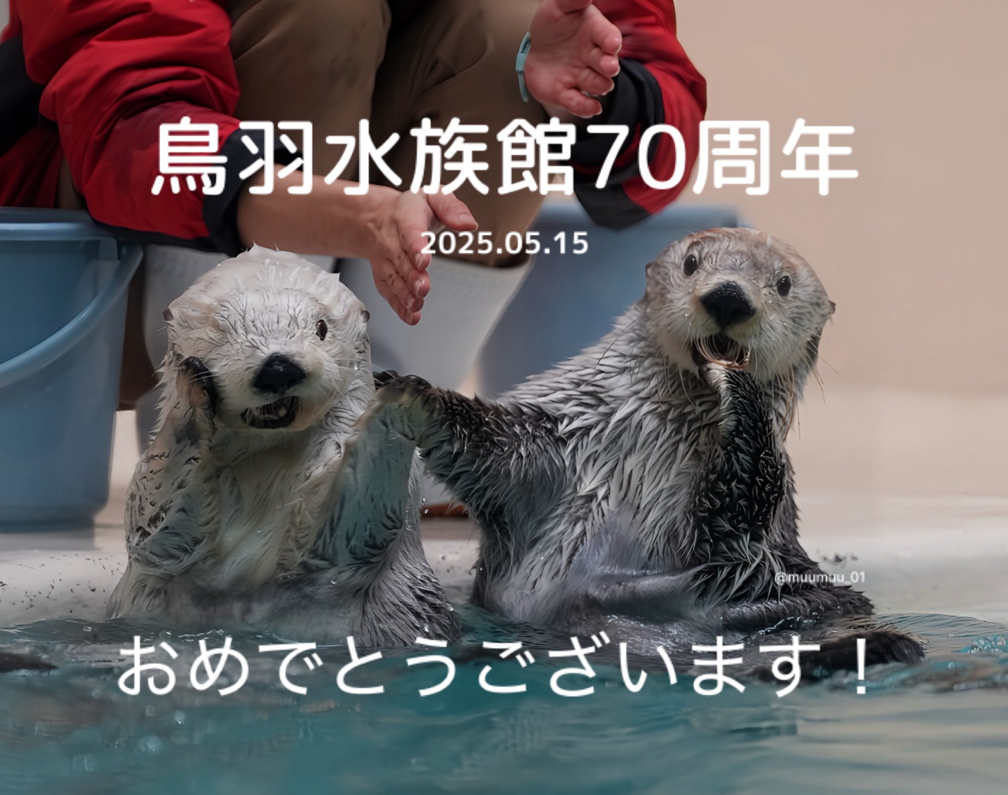鳥羽水族館⭐️70周年⭐️ポスター⭐️ラッコ Amazon.co.jp: 鳥羽水族館70周年ポスターラッコ : おもちゃ