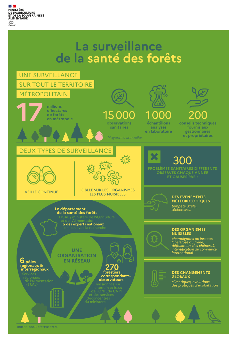 Chaque année, en France métropolitaine, 15 000 observations sanitaires sont effectuées pour évaluer la santé des forêts  🌲🌳

Découvrez les #ChiffresClés liés à cette surveillance dans votre #JeudiInfographie ⤵

En savoir plus sur 🔗 agriculture.gouv.fr/la-sante-des-f…
