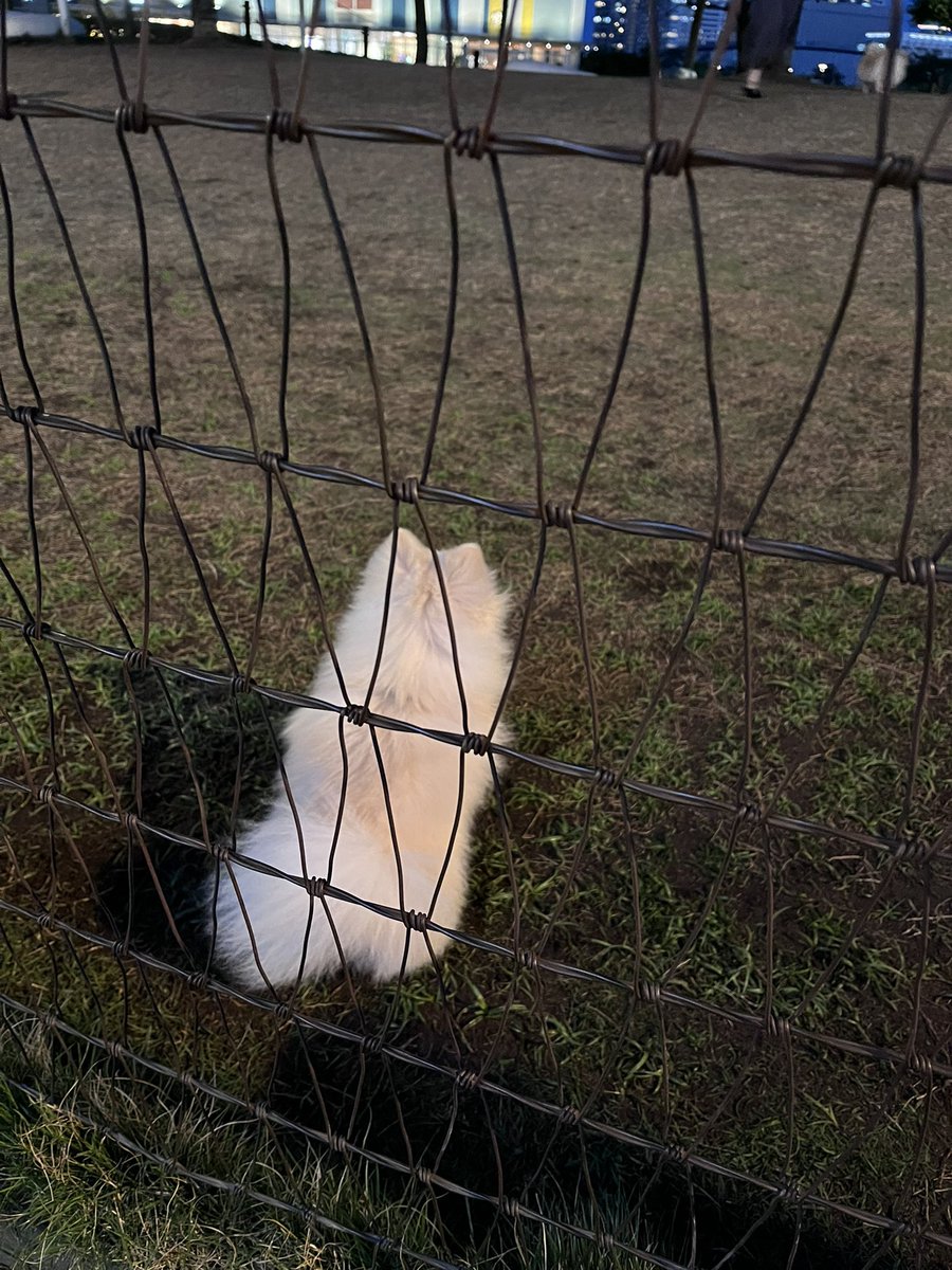 ※ここは有料のドッグランです