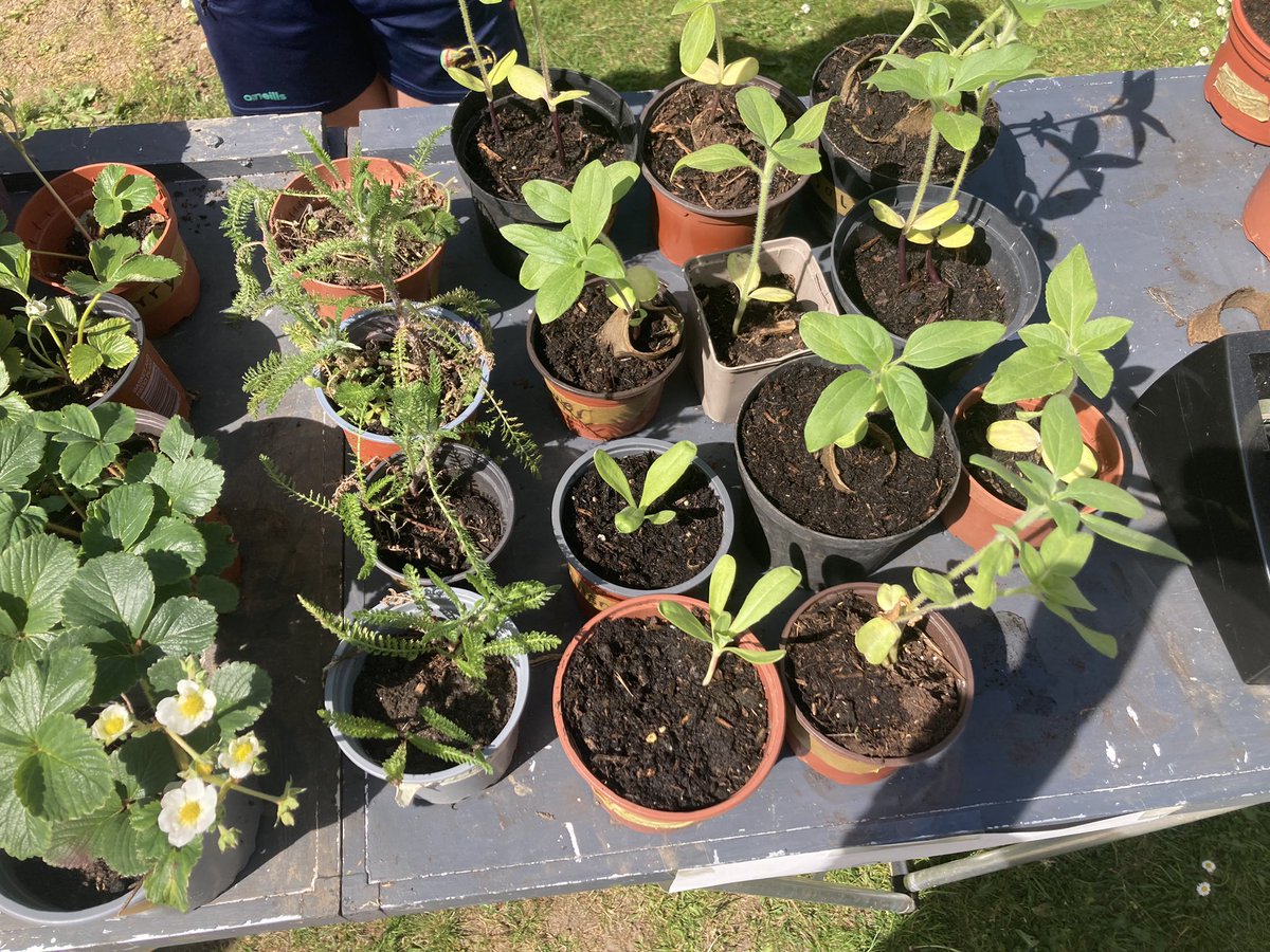 Today at 2.45pm, we will have our plant shop in operation. We will be selling plants that have been grown by our students. We are so proud of the work we have been doing in our school garden. Funds will go towards more resources to further develop our garden. 🪴🌱🫛