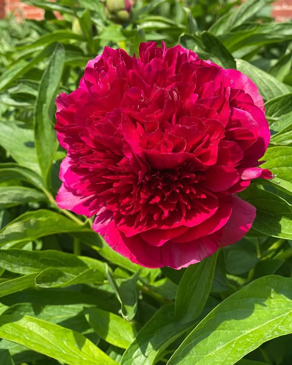 Cambridge Children's Hospital (@cambchildrens) on Twitter photo Enjoy a glorious walk through the Kirtling Tower Gardens, which will be open this Sunday 18 May to raise funds for Cambridge Children's Hospital via <a href="/ACTcharity/">Addenbrooke's Charity</a>.
Stroll through picturesque scenery, a historic moat, a rose garden, and much more!
orlo.uk/pZ5s1 Enjoy a glorious walk through the Kirtling Tower Gardens, which will be open this Sunday 18 May to raise funds for Cambridge Children's Hospital via <a href="/ACTcharity/">Addenbrooke's Charity</a>.
Stroll through picturesque scenery, a historic moat, a rose garden, and much more!
orlo.uk/pZ5s1