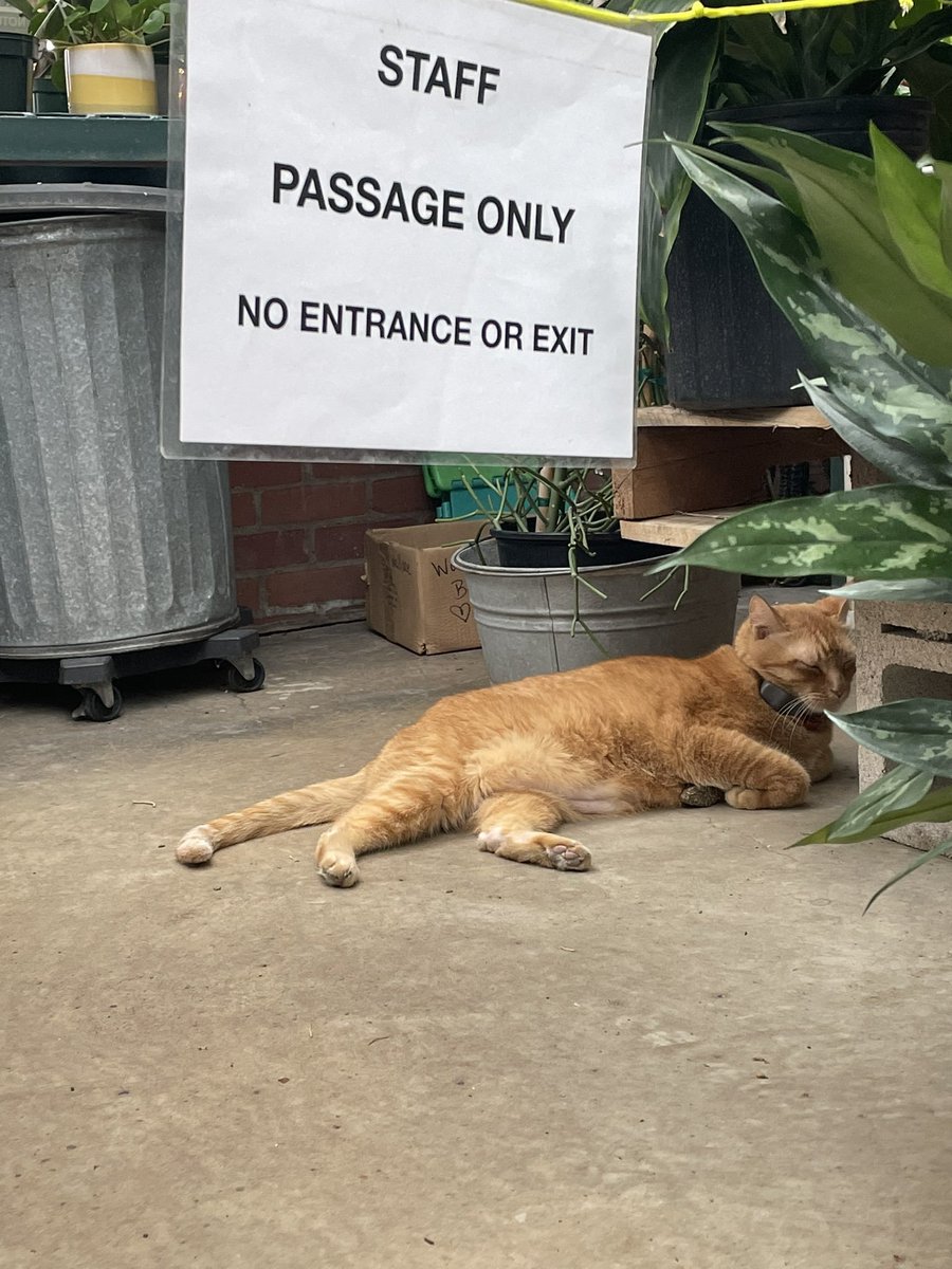 cats with jobs 🛠 (@catworkers) on Twitter photo 
