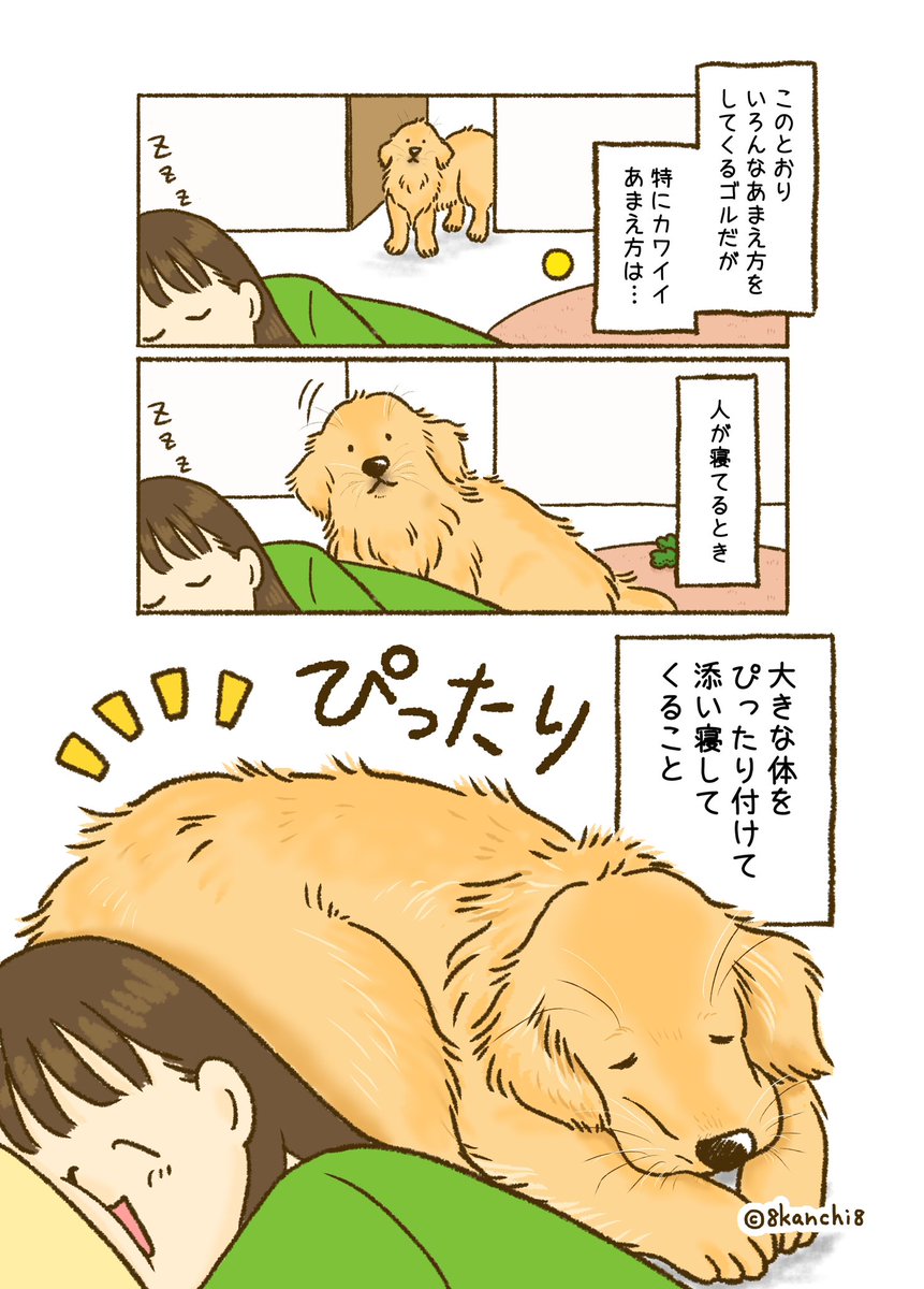 かんち（8kanchi8）@書籍『今日もゴールデンレトリバーに癒されて』発売！ tweet media