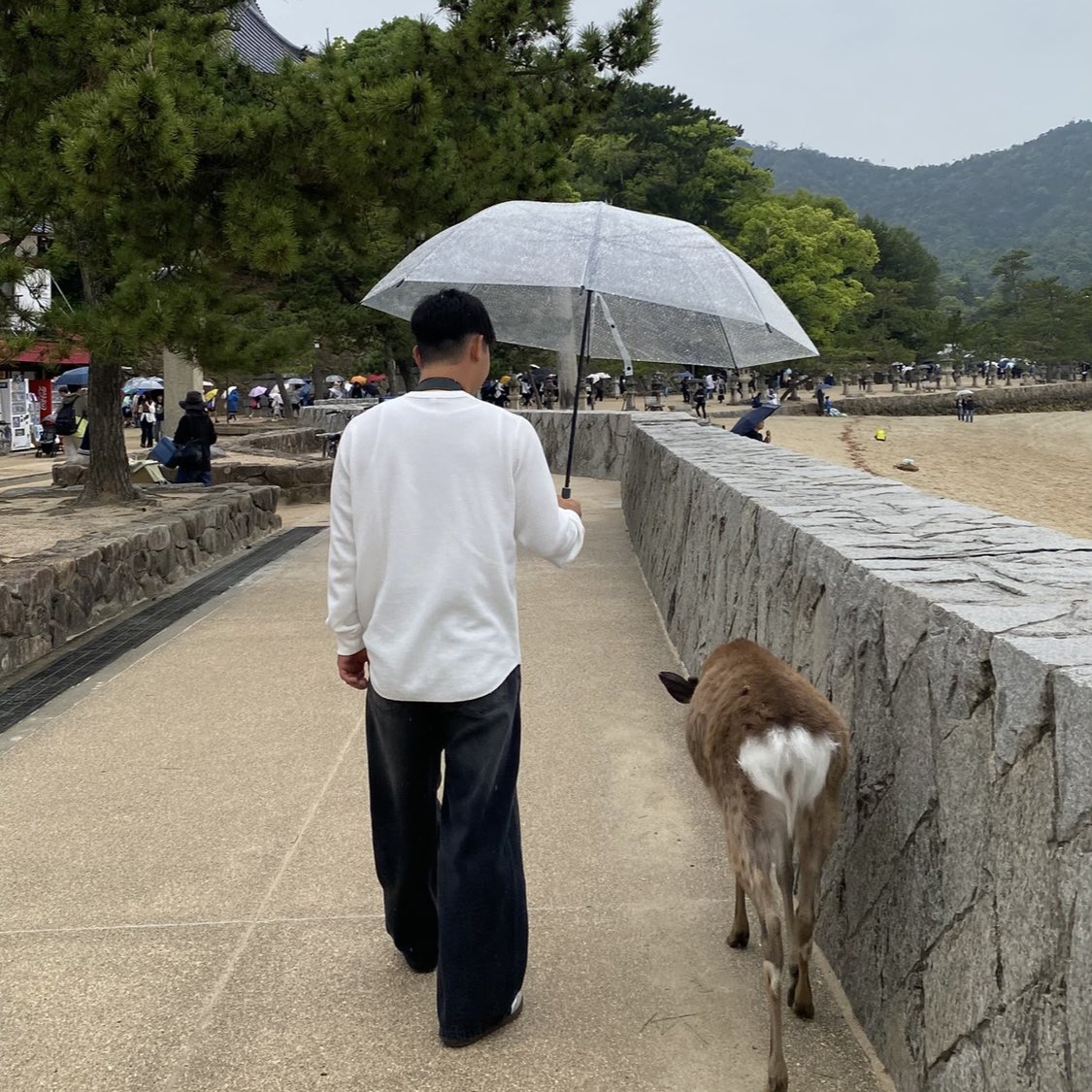 _230ny's tweet photo. 宮島🫎 https://t.co/OjzjbTQm4r