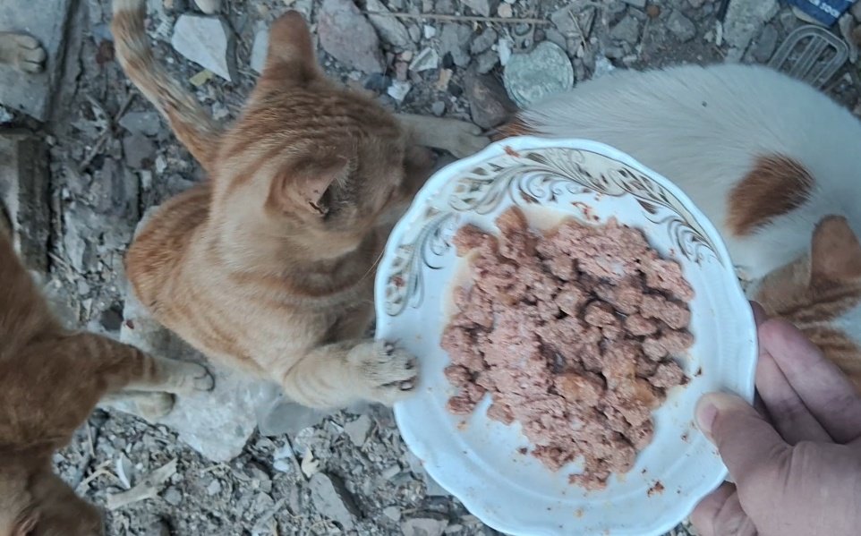 We appeal to you from the  besieged underfire Gazza, where we starve and d!e silently, our children, women, and even our animals are without food. Prices are unforgiving, goods are scarce, reaching the market is a huge risk, and hunger does not wait. Please, any donation—even a