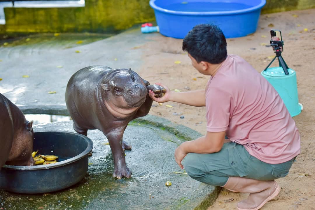 แม่ด่ายืนเถียง ผู้ชายจับเหนียงยืนยิ้ม
#hippo #PygmyHippo #ขาหมูแอนด์เดอะแก๊ง #หมูเด้งจะเด้งกี่โมง #Moodeng #พี่ขาหมู #สวนสัตว์แปลกเขาเขียว