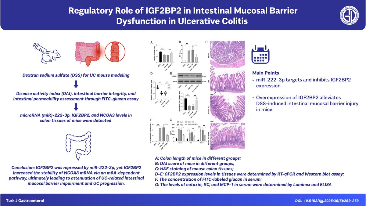 📢 Now featured in the May 2025 issue 🆕

This original research explores the role of IGF2BP2 in intestinal mucosal barrier dysfunction in ulcerative colitis (UC). The findings reveal that IGF2BP2 mediates barrier disruption via the regulation of E-cadherin and ZO-1, offering a