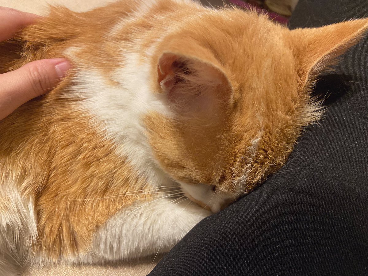 脚に顔をうずめてる　めんこいね〜