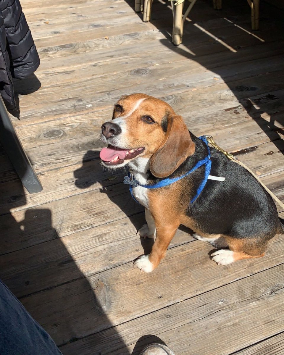Few creatures are as adept at joy distribution as the #beagle, who requires no prompting to lift spirits with a single look. #beaglefacts

📷 <a href="/WaltonsJoint/">Grateful Goose Gizzard Biscuits</a> / Twitter