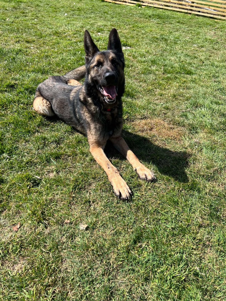 gsrescueelite's tweet photo. Duke is 3yrs old and he is a bright and eager boy who thrives in human company, Duke can live with older kids and has been fine with other #dogs in #foster with correct intros 
#germanshepherd #Essex 
https://t.co/ZaIztKQD8C https://t.co/5wcimFzxIT