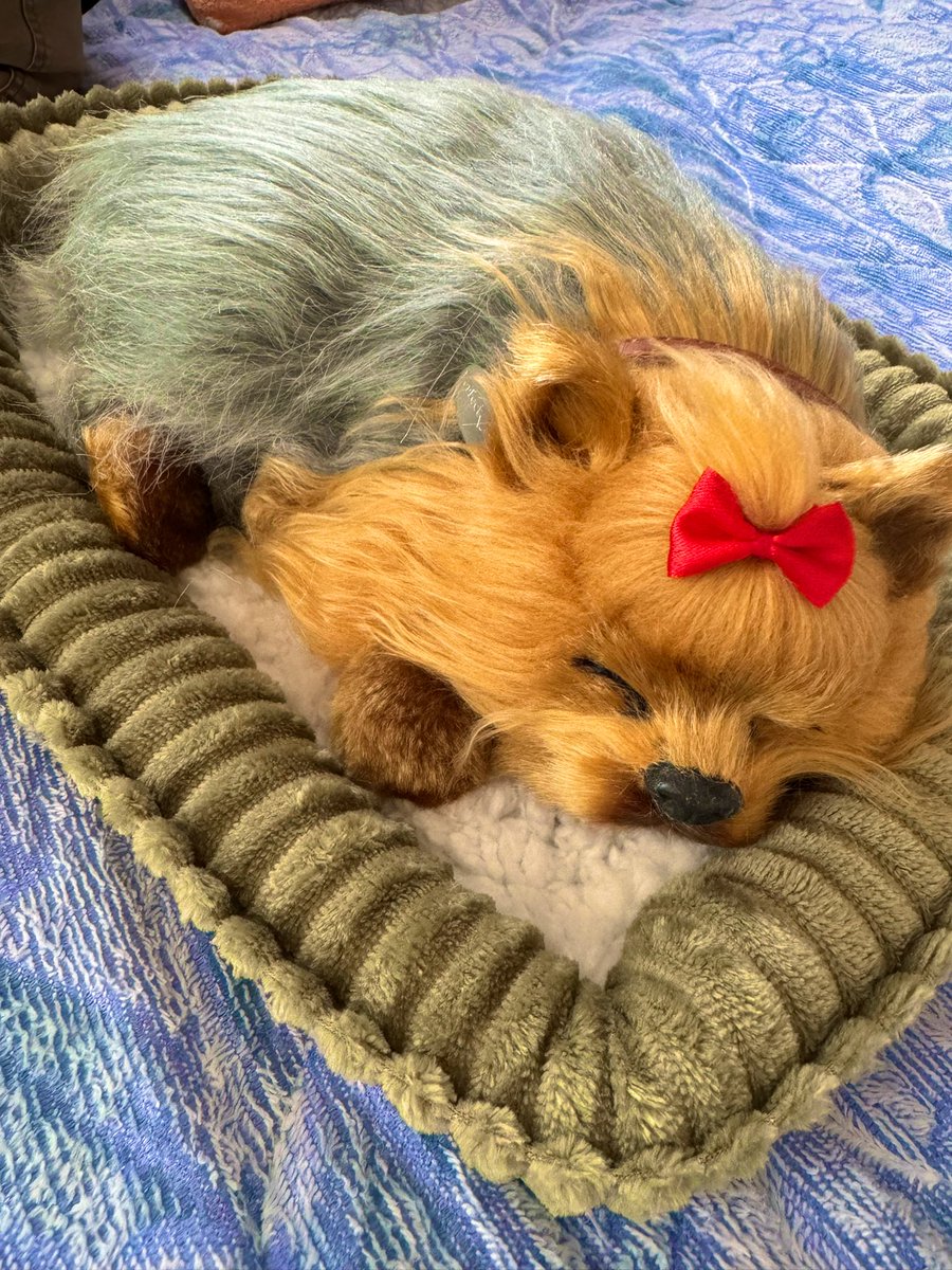 ぬいぐるみ専門店 ニニアンドキノ (@NINIQUINO) / Posts / X