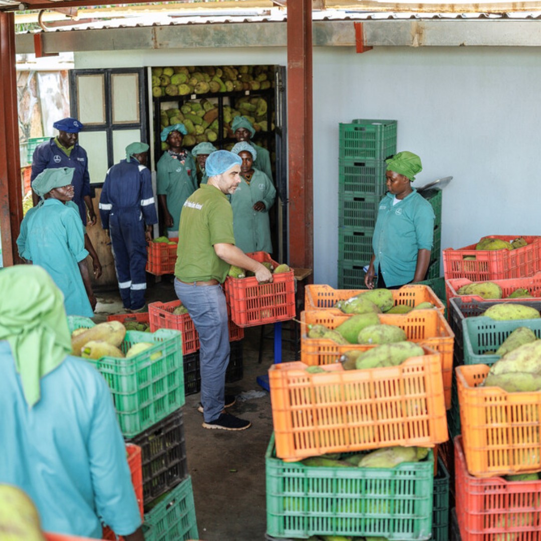 IFADespanol's tweet image. Los mercados de alimentos han cambiado a lo largo de los años, pero siempre han unido a las personas y la comida. 🍎👩🌾
El acceso fiable a los mercados impulsa la productividad, mejora las dietas y fortalece la seguridad alimentaria. 🌾🍽️